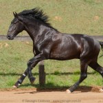 Quercus Interagro/Interagro Lusitanos