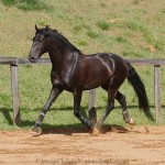 Quercus Interagro/Interagro Lusitanos