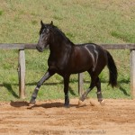 Quercus Interagro/Interagro Lusitanos