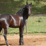 Quercus Interagro/Interagro Lusitanos