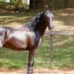 Quercus Interagro/Interagro Lusitanos