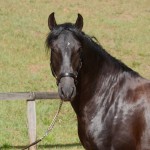 Quercus Interagro/Interagro Lusitanos