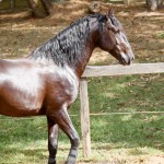 Quercus Interagro/Interagro Lusitanos