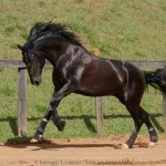 Quercus Interagro/Interagro Lusitanos