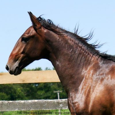 Querer Interagro/Interagro Lusitanos