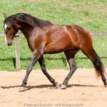 Quimono Interagro, bay Purebred Lusitano gelding for sale/Interagro Lusitanos