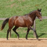Quimono Interagro, bay Purebred Lusitano gelding for sale/Interagro Lusitanos