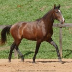 Quimono Interagro, bay Purebred Lusitano gelding for sale/Interagro Lusitanos