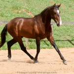Quimono Interagro, bay Purebred Lusitano gelding for sale/Interagro Lusitanos