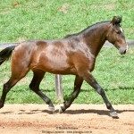 Quimono Interagro, bay Purebred Lusitano gelding for sale/Photo: Martina Brandes
