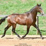 Quimono Interagro, bay Purebred Lusitano gelding for sale/Photo: Martina Brandes