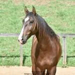 Quimono Interagro, bay Purebred Lusitano gelding for sale/Photo: Martina Brandes
