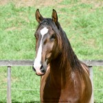 Quimono Interagro, bay Purebred Lusitano gelding for sale/Photo: Martina Brandes