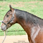 Quimono Interagro, bay Purebred Lusitano gelding for sale/Photo: Martina Brandes