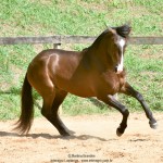 Quimono Interagro, bay Purebred Lusitano gelding for sale/Photo: Martina Brandes