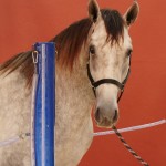 Quinaud Interagro/Interagro Lusitanos