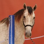 Quinaud Interagro/Interagro Lusitanos