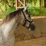 Quinaud Interagro/Interagro Lusitanos