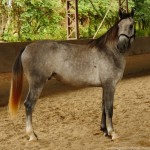 Quinaud Interagro/Interagro Lusitanos