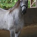 Quinaud Interagro/Interagro Lusitanos