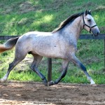 Quinaud Interagro, Purebred Lusitano grey colt for sale. Photo: Martina Brandes