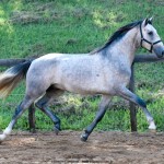 Quinaud Interagro, Purebred Lusitano grey colt for sale. Photo: Martina Brandes