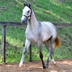 Quinaud Interagro, Purebred Lusitano grey colt for sale. Photo: Martina Brandes