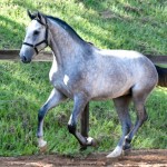 Quinaud Interagro, Purebred Lusitano grey colt for sale. Photo: Martina Brandes