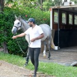 Quinaud Interagro, Purebred Lusitano grey colt for sale. Photo: Martina Brandes