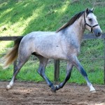 Quinaud Interagro, Purebred Lusitano grey colt for sale. Photo: Martina Brandes