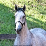 Quinaud Interagro, Purebred Lusitano grey colt for sale. Photo: Martina Brandes