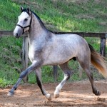 Quinaud Interagro, Purebred Lusitano grey colt for sale. Photo: Martina Brandes