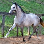 Quinaud Interagro, Purebred Lusitano grey colt for sale. Photo: Martina Brandes