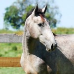 Quinaud Interagro/Interagro Lusitanos