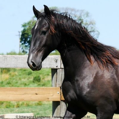 Quincy Interagro/Interagro Lusitanos