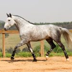 Quinteto Interagro/Interagro Lusitanos