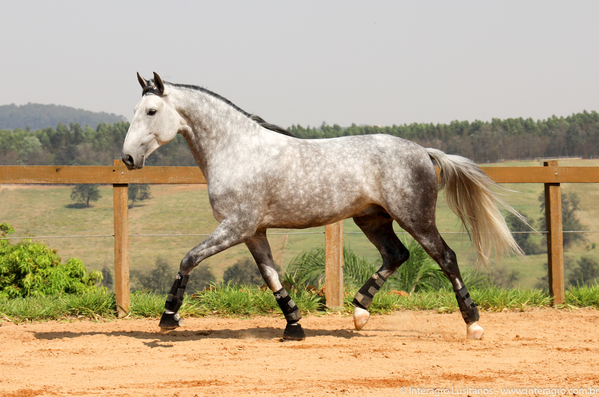 Quinteto Interagro/Interagro Lusitanos