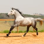 Quinteto Interagro/Interagro Lusitanos
