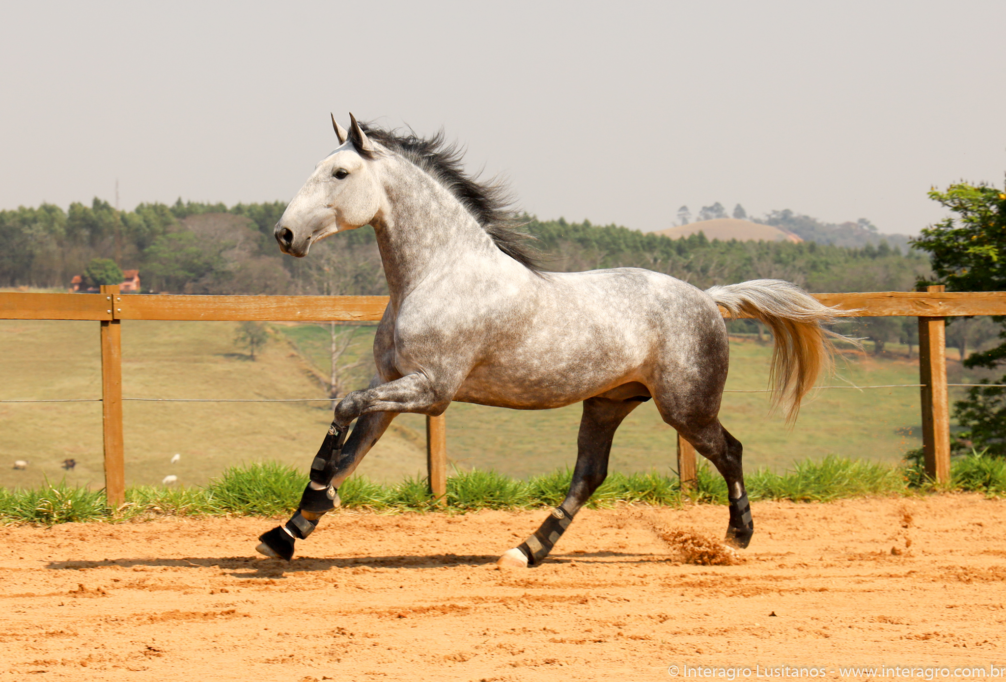 Quinteto Interagro/Interagro Lusitanos