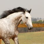 Quinteto Interagro/Interagro Lusitanos