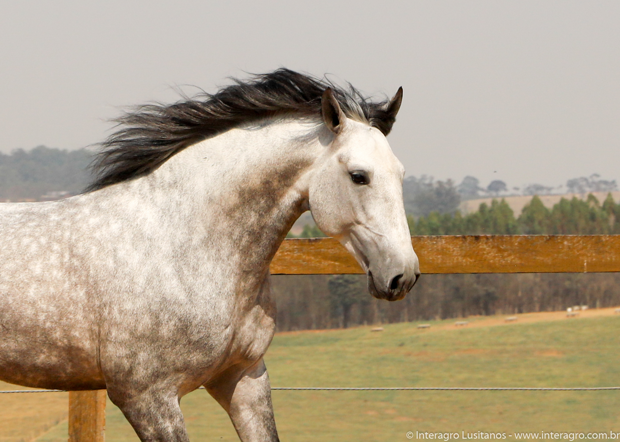 Quinteto Interagro/Interagro Lusitanos