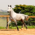 Quinteto Interagro/Interagro Lusitanos