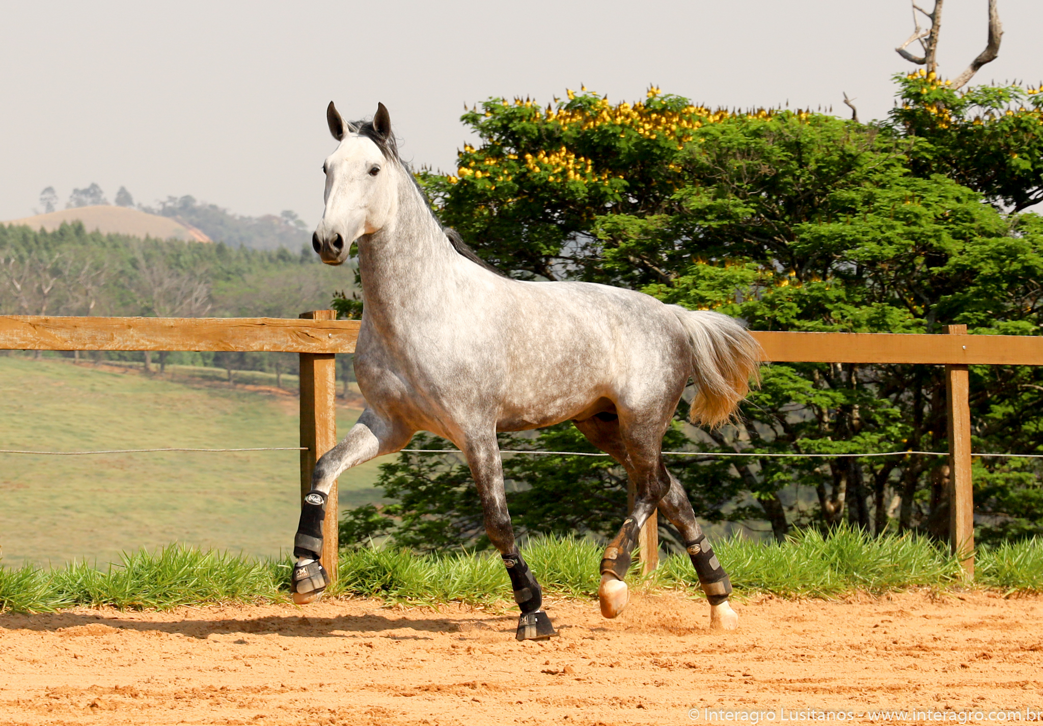Quinteto Interagro/Interagro Lusitanos