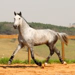 Quinteto Interagro/Interagro Lusitanos