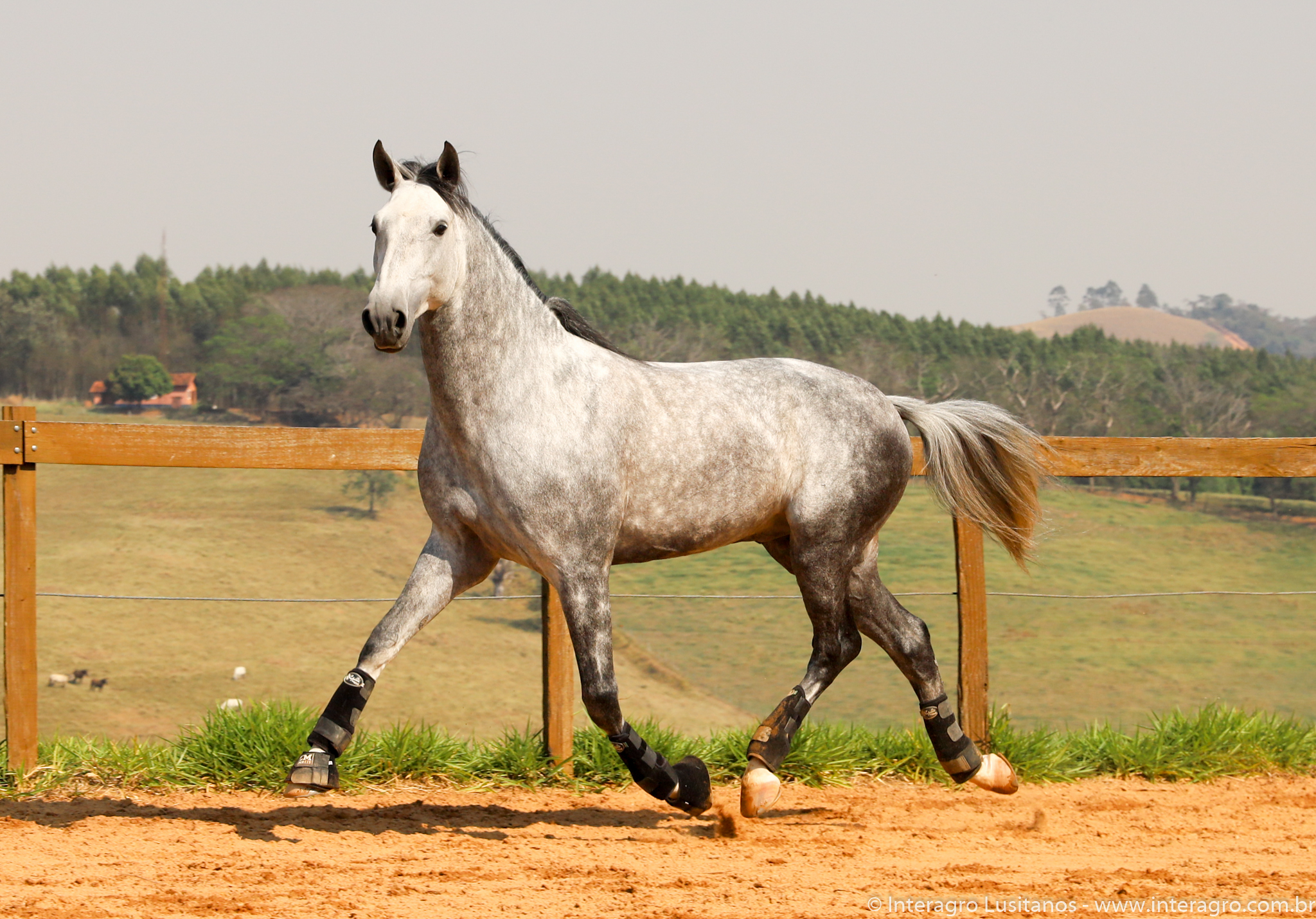 Quinteto Interagro/Interagro Lusitanos