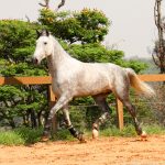 Quinteto Interagro/Interagro Lusitanos