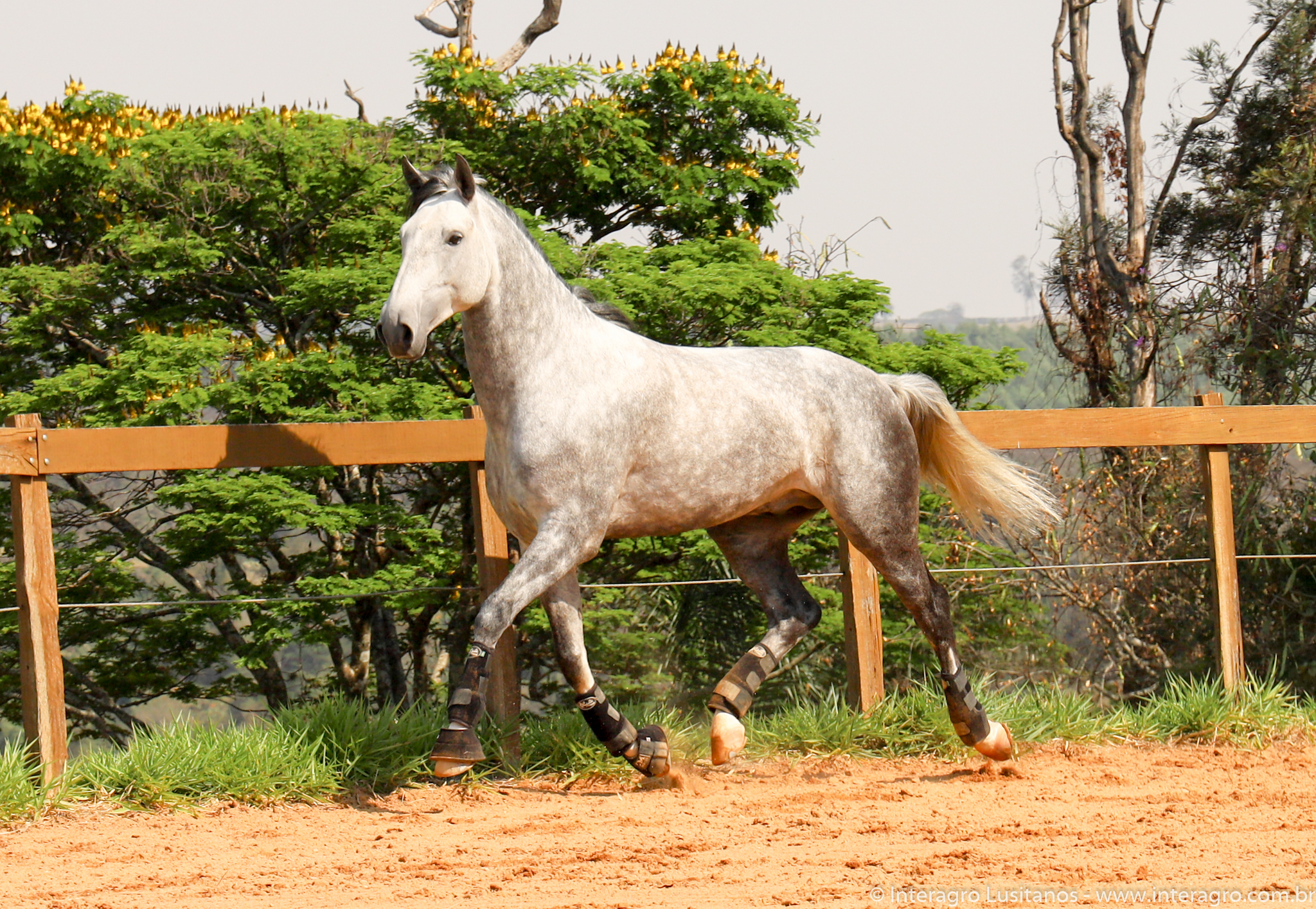 Quinteto Interagro/Interagro Lusitanos