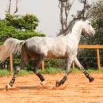 Quinteto Interagro/Interagro Lusitanos