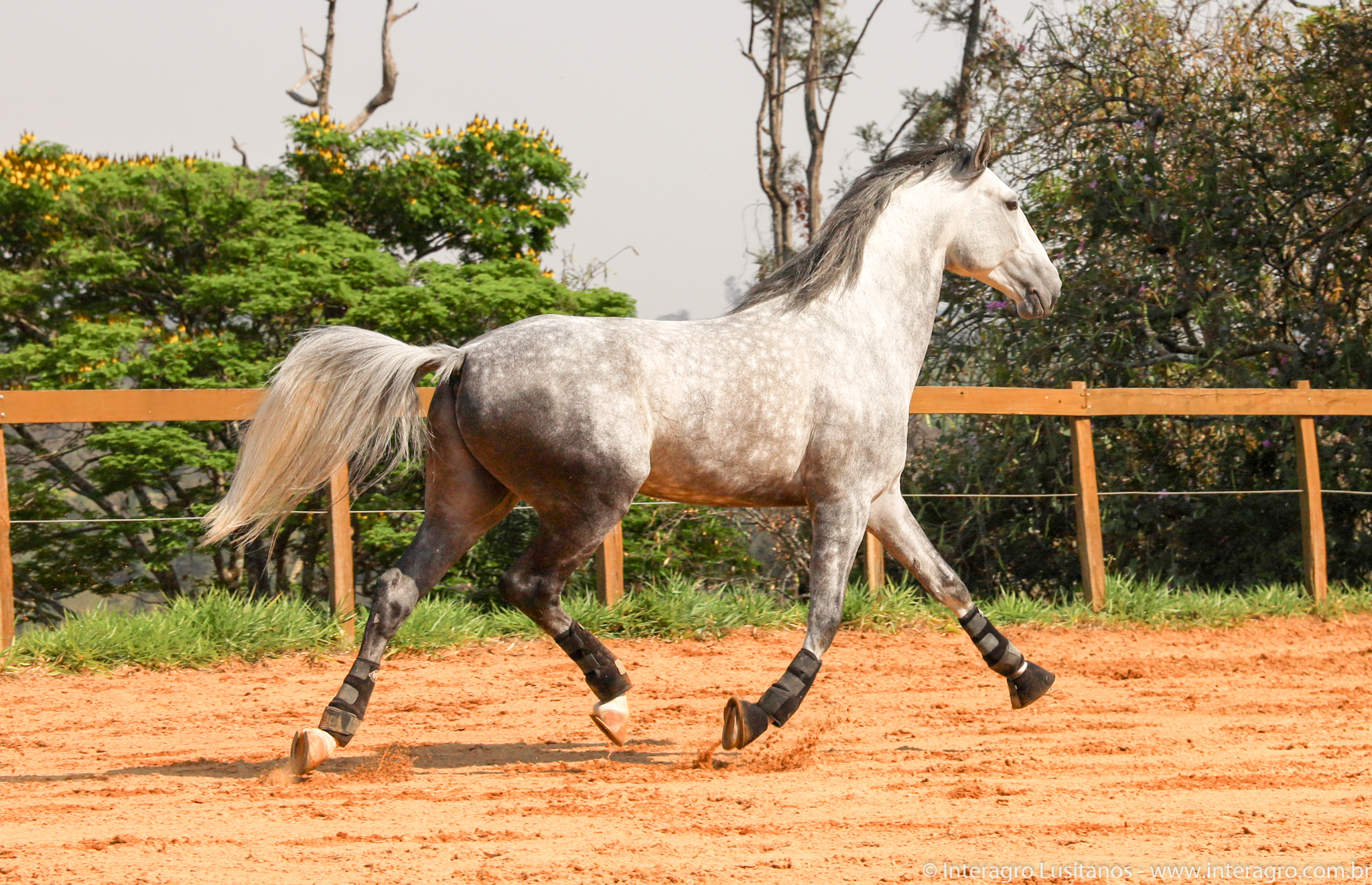 Quinteto Interagro/Interagro Lusitanos