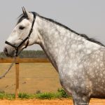 Quinteto Interagro/Interagro Lusitanos